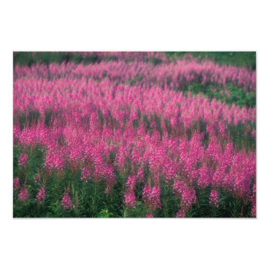 カナダ、ケベック州、ガスペ。紫色のミズドクサの花、 フォトプリント            (正面)