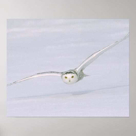 カナダ、ケベック州。フクロウは雪の上を低く飛ぶ。 ポスター (正面)
