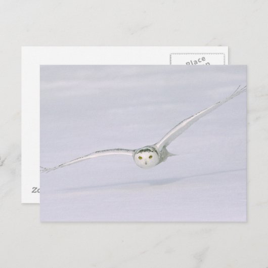 カナダ、ケベック州。フクロウは雪の上を低く飛ぶ。 ポストカード (正面/裏面)