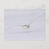 カナダ、ケベック州。フクロウは雪の上を低く飛ぶ。 ポストカード (正面)