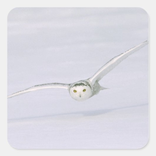 カナダ、ケベック州。ユキフクロウが雪の上を低く飛ぶ スクエアシール (正面)
