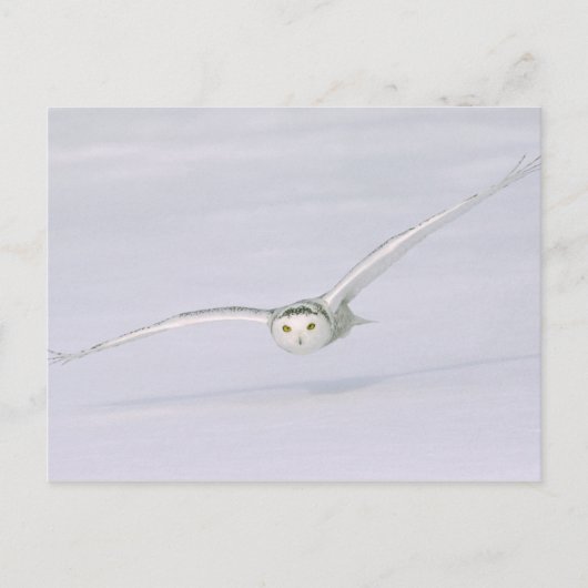 カナダ ケベック州。雪の上を低く飛ぶシロフクロウ ポストカード (正面)