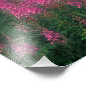 カナダ、ケベック、ガスペ。紫のライラムの花 フォトプリント            (角)