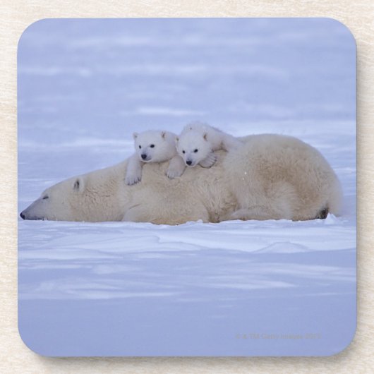 カナダ コースター (正面)