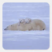 カナダ スクエアシール (正面)