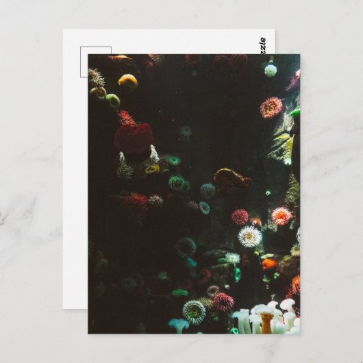 カナダ，トロント州の水族館 ポストカード (正面/裏面)