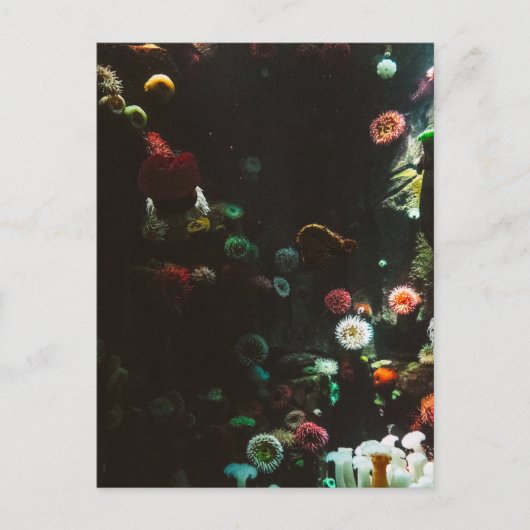 カナダ，トロント州の水族館 ポストカード (正面)