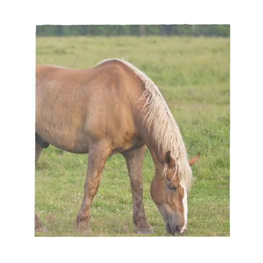 カナダ、ニューブランズウィック州。馬がいる牧場 ノートパッド (正面)