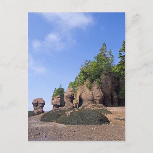 カナダ、ニューブランズウィック、ホペウエル岬、湾 ポストカード (正面)