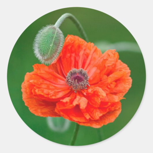 カナダ、ニューブランズウィック、 ラウンドシール (正面)