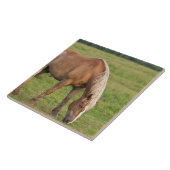 カナダ、ニューブランズウィック。馬がフィールドに。 タイル (側面)