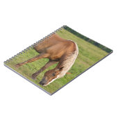 カナダ、ニューブランズウィック。馬がフィールドに。 ノートブック (左側)