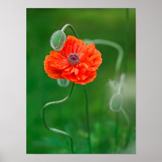 カナダ，ニューブランズウィック， 2 ポスター (正面)