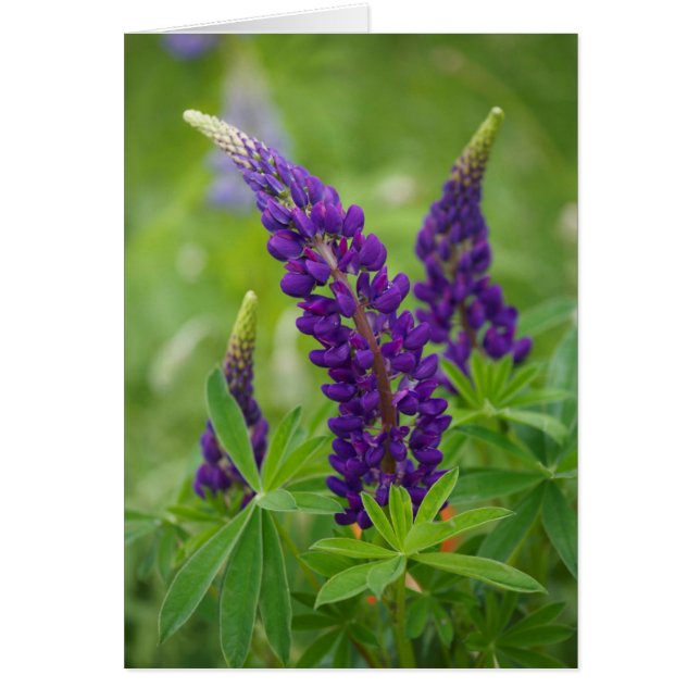 カナダ、ニュー·ブルンズウィック。 (正面)