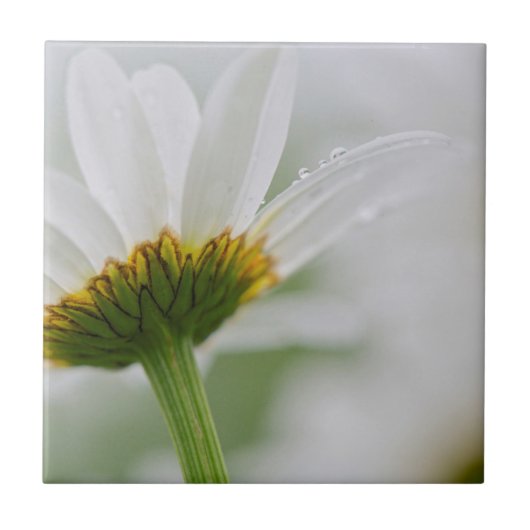 カナダ、ニュー·ブルンズウィック、 タイル (正面)