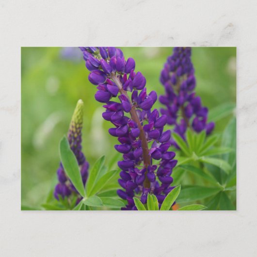 カナダ、ニュー·ブルンズウィック。 ポストカード (正面)