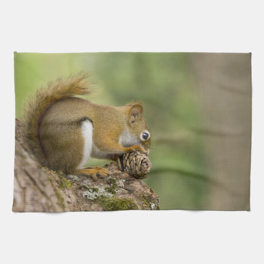 カナダ、ノバスコシア、ハリファックス。公共庭園 キッチンタオル (横)