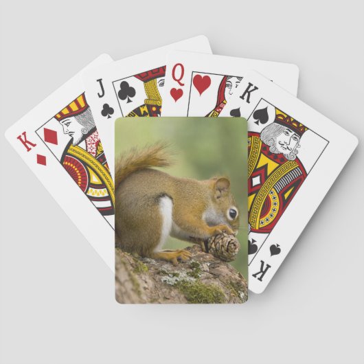 カナダ、ノバスコシア、ハリファックス。公共庭園 トランプ (裏面)