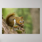 カナダ、ノバスコシア、ハリファックス。公共庭園 ポスター (正面)