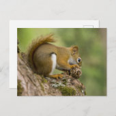 カナダ、ノバスコシア、ハリファックス。公共庭園 ポストカード (正面/裏面)