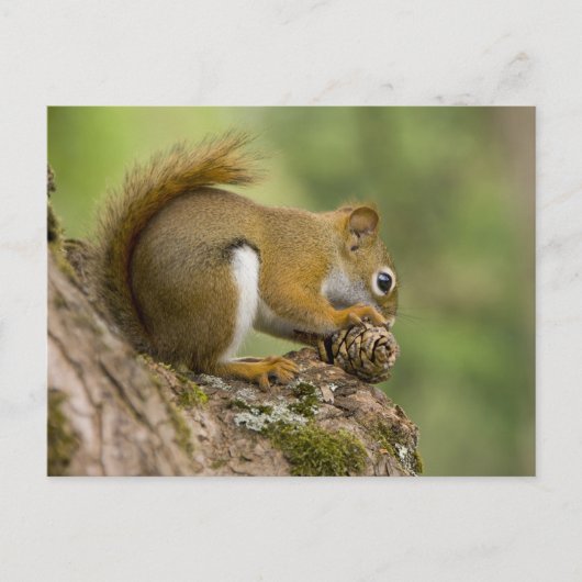 カナダ、ノバスコシア、ハリファックス。公共庭園 ポストカード (正面)