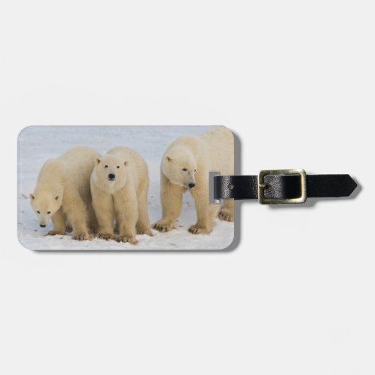 カナダ ハドソン湾 ホッキョクグマの親と二頭の子 ラゲッジタグ (正面横)