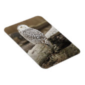 カナダ、バウンダリーベイ、スノーフクロウ マグネット (右側)