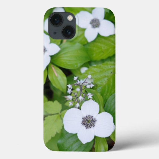 カナダ、ブリティッシュコロンビア州。矮性のハナミズキ Case-Mate iPhoneケース (裏面)