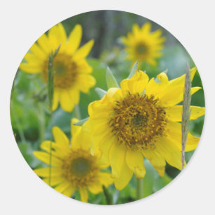 カナダ、ブリティッシュコロンビア、バンクーバー島5 ラウンドシール