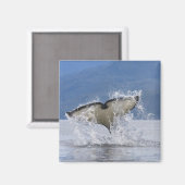 カナダ、ブリティッシュコロンビア、バンクーバー島、 マグネット (正面/裏面)