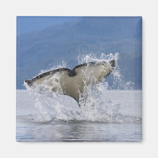 カナダ、ブリティッシュコロンビア、バンクーバー島、 マグネット (正面)