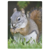 カナダ、ブリティッシュコロンビア、レッドリス・パイン クリップボード (裏面)