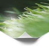 カナダ、ブリティッシュコロンビア、レッドリス・パイン フォトプリント (角)