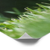 カナダ、ブリティッシュコロンビア、レッドリス・パイン ポスター (角)