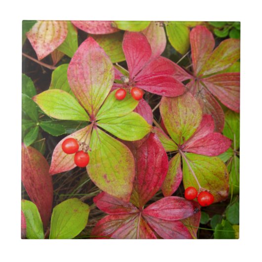 カナダ、ブリティッシュコロンビア、山ロブソン タイル (正面)