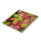 カナダ、ブリティッシュコロンビア、山ロブソン タイル (側面)