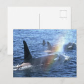 カナダ、ブリティッシュ・コロンビア、ジョンストン・ストレート、 ポストカード (正面/裏面)