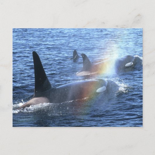 カナダ、ブリティッシュ・コロンビア、ジョンストン・ストレート、 ポストカード (正面)