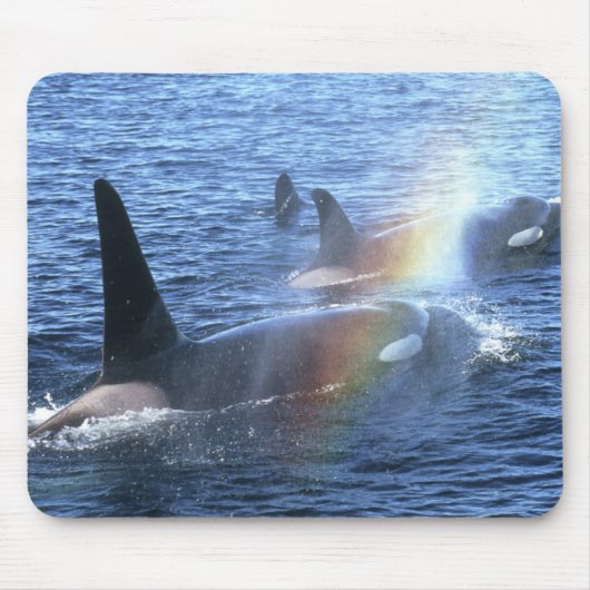 カナダ、ブリティッシュ・コロンビア、ジョンストン・ストレート、 マウスパッド (正面)