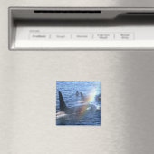 カナダ、ブリティッシュ・コロンビア、ジョンストン・ストレート、 マグネット (インサイチュ (食洗機))