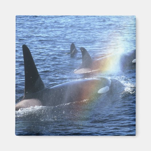 カナダ、ブリティッシュ・コロンビア、ジョンストン・ストレート、 マグネット (正面)