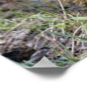 カナダ：ブリティッシュ・コロンビア、ヨホNP、ステラジェイ、 ポスター (角)