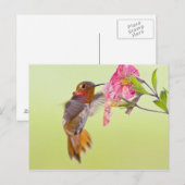カナダ、ブリティッシュ・コロンビア、ルフス・ハミングバード ポストカード (正面/裏面)