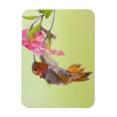 カナダ、ブリティッシュ・コロンビア、ルフス・ハミングバード マグネット (縦)