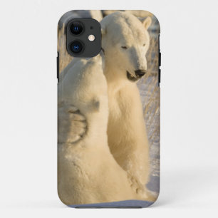 カナダ、マニトバ州、ハドソン湾、チャーチル iPhone 11 ケース