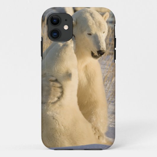 カナダ、マニトバ州、ハドソン湾、チャーチル Case-Mate iPhoneケース (裏面)