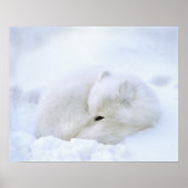 カナダ、マニトバ、チャーチル。~と共に生きるキツネ ポスター (正面)