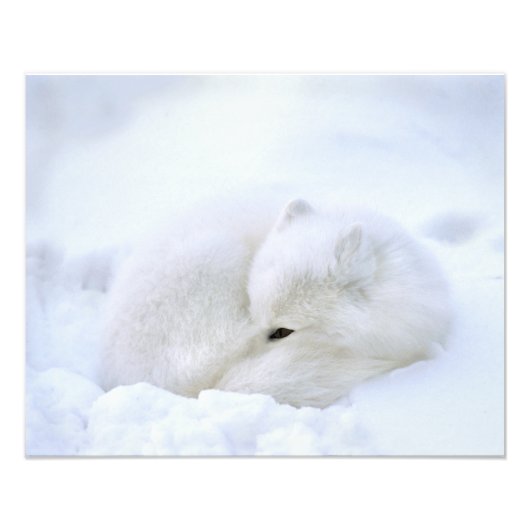 カナダ、マニトバ、チャーチル。北極キツネ フォトプリント (正面)