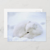 カナダ、マニトバ、チャーチル。北極キツネ ポストカード (正面/裏面)