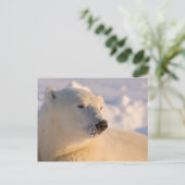 カナダ、マニトバ、ハドソン湾 | シロクマ ポストカード (スタンド正面)